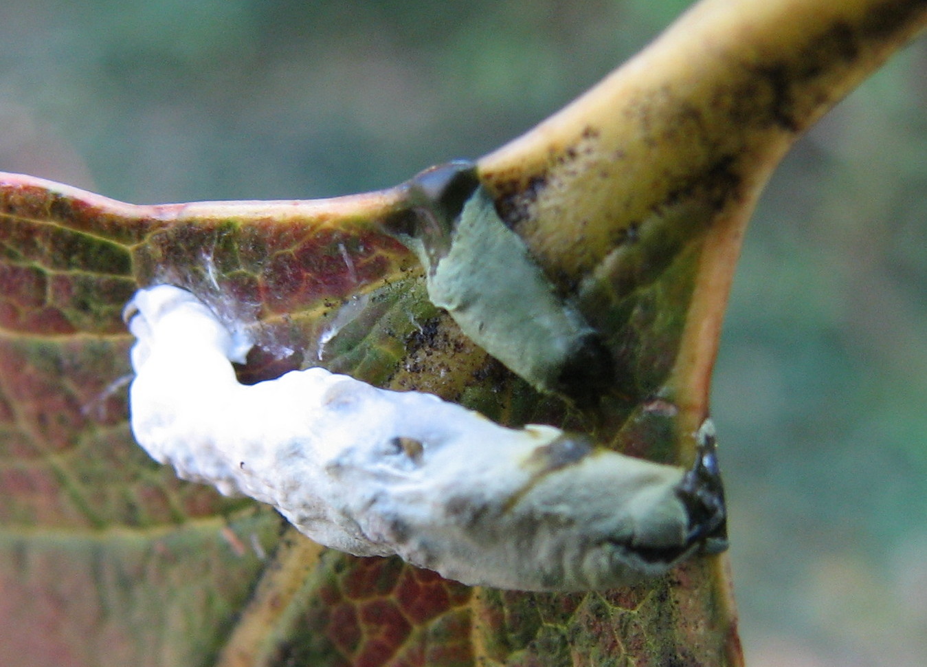 Penso larva strana